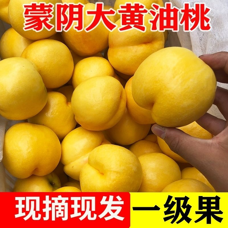 山东现摘的黄油桃没桃毛油桃黄心黄肉脆甜油桃包邮黄金油桃