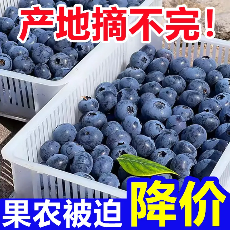 【果农直发】新品L系列新鲜蓝莓大果当季蓝莓批发价蓝莓新鲜...