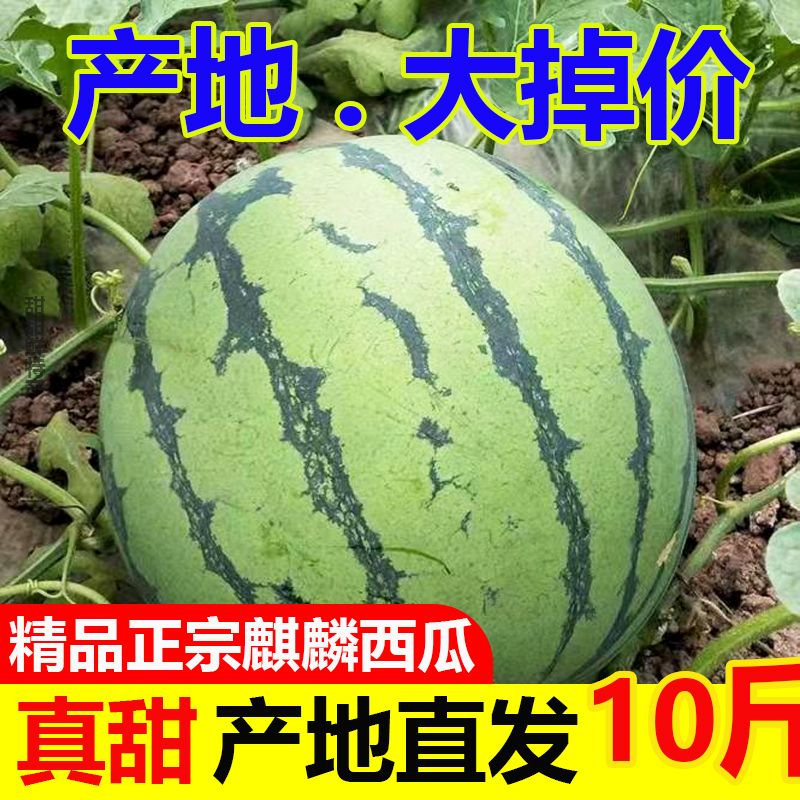 【正宗】现摘麒麟超甜薄皮8424西瓜应季批发整箱无籽有籽...