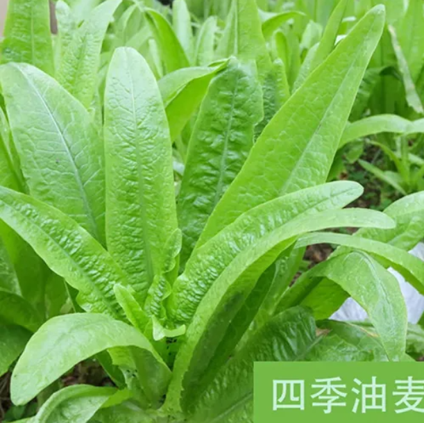 云南农家自种新鲜绿色油麦菜清香四季翠绿火锅优质蔬菜数量多...