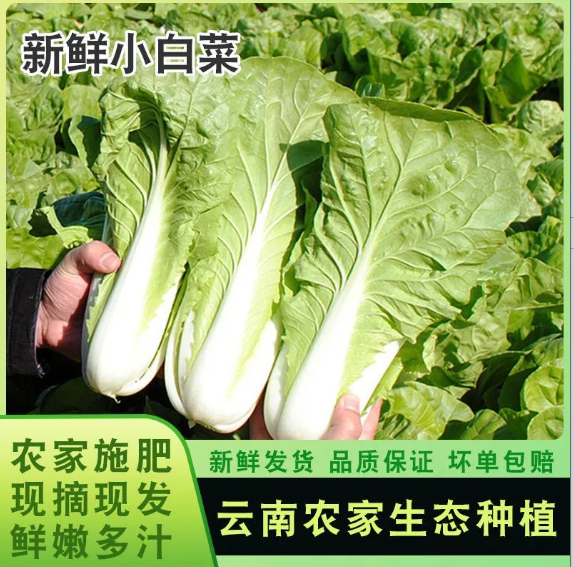 云南高山水白菜新鲜黄白嫩白绿叶菜小白菜青菜奶油小白菜新鲜...