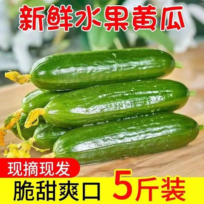 山东寿光水果黄瓜新鲜当季现摘生吃无刺小黄瓜脆甜小青瓜整箱...