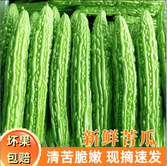 【现摘蔬菜】山东寿光苦瓜新鲜青皮凉瓜生吃凉拌榨汁农家种绿...