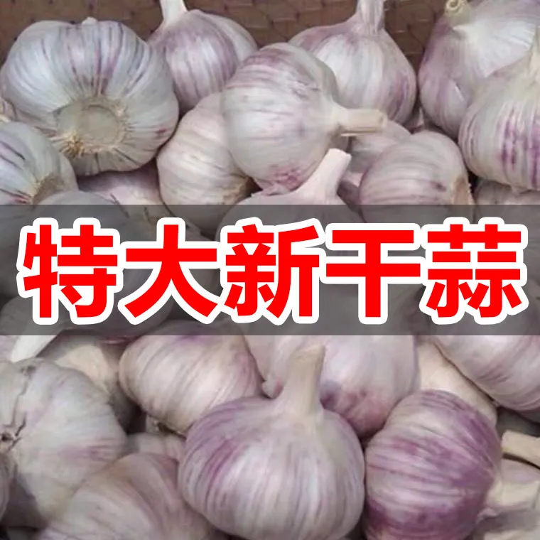 【新干蒜】10斤大蒜头干大蒜大蒜蒜头紫白皮大蒜新大蒜干蒜...